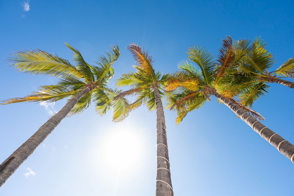 Three tall palm trees reach toward a bright blue sky, sun peeking through the fronds, sails of wind rustling in a tropical scene.