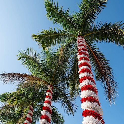 Three tall palm trees wrapped in red-and-white garlands against a clear blue sky.
